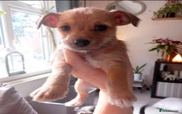 Mixed Breed dogs for sale: Chorkie puppy now available  - Image 2