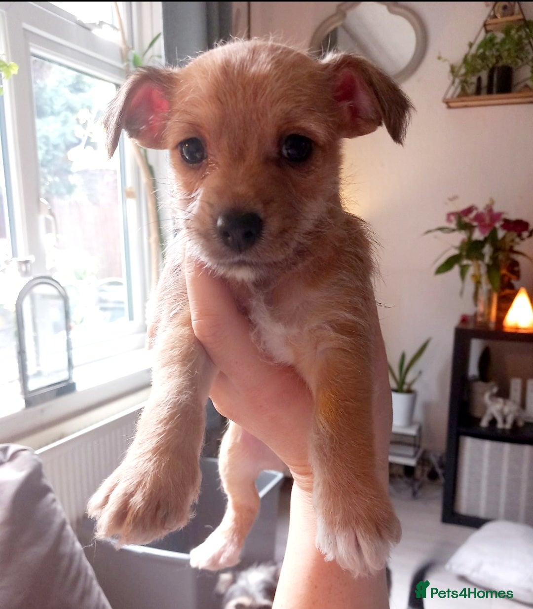 Mixed Breed dogs for sale: Chorkie puppy now available  - Image 2