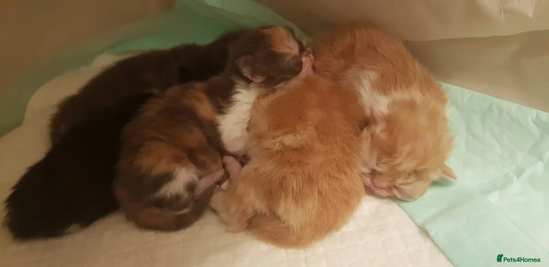 Persian cats for stud: Brown Teddy Bear Persian Stud in Wells - Advert 4