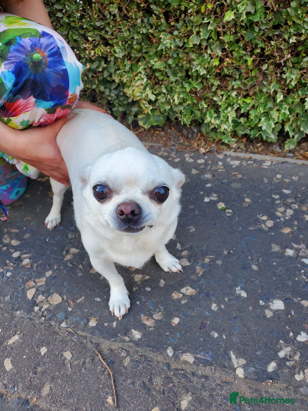 Chihuahua dogs for sale: Pedigree Chihuahua. 7 Years old & Vaccinated - Advert 10