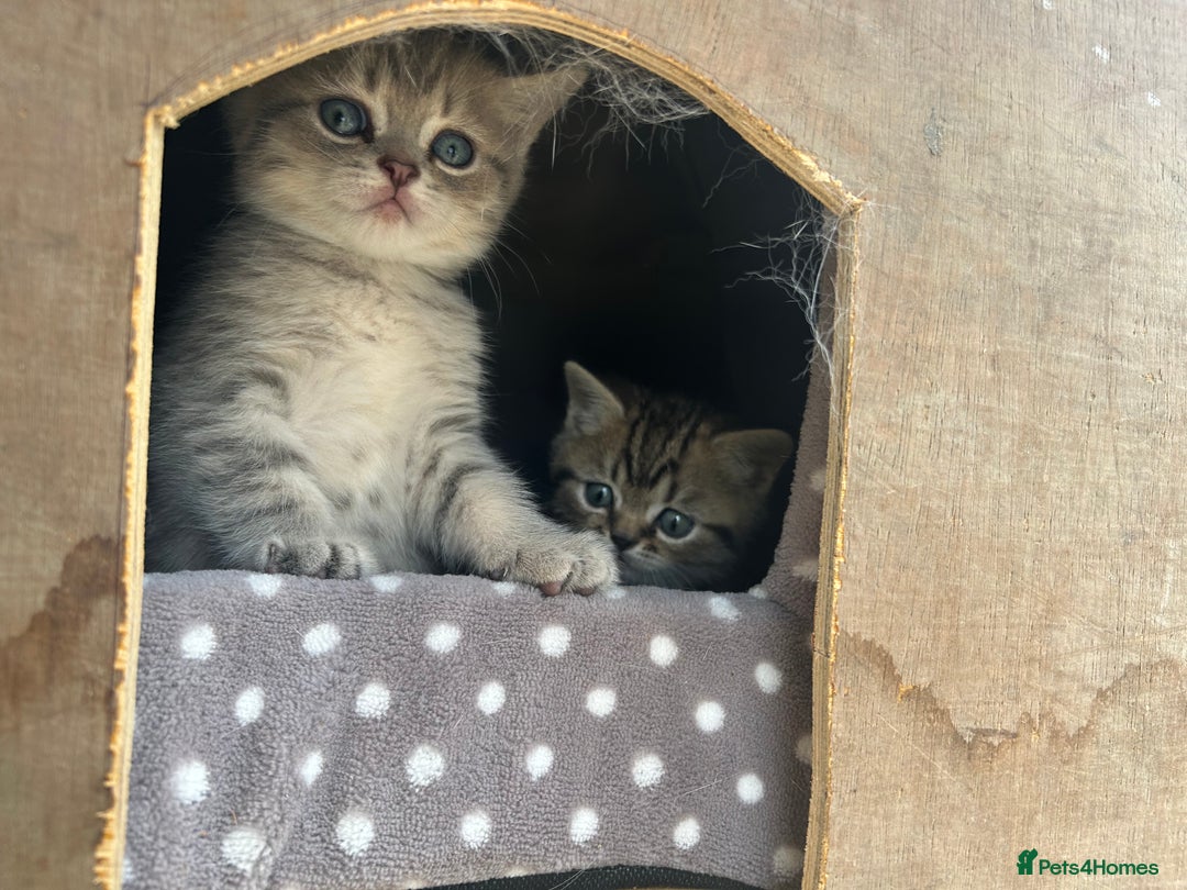 British Shorthair cats for sale: British shorthair kittens  - Image 31