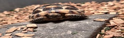 Tortoise reptiles for sale: pair of Spur-Thighed tortoises  - Advert 6
