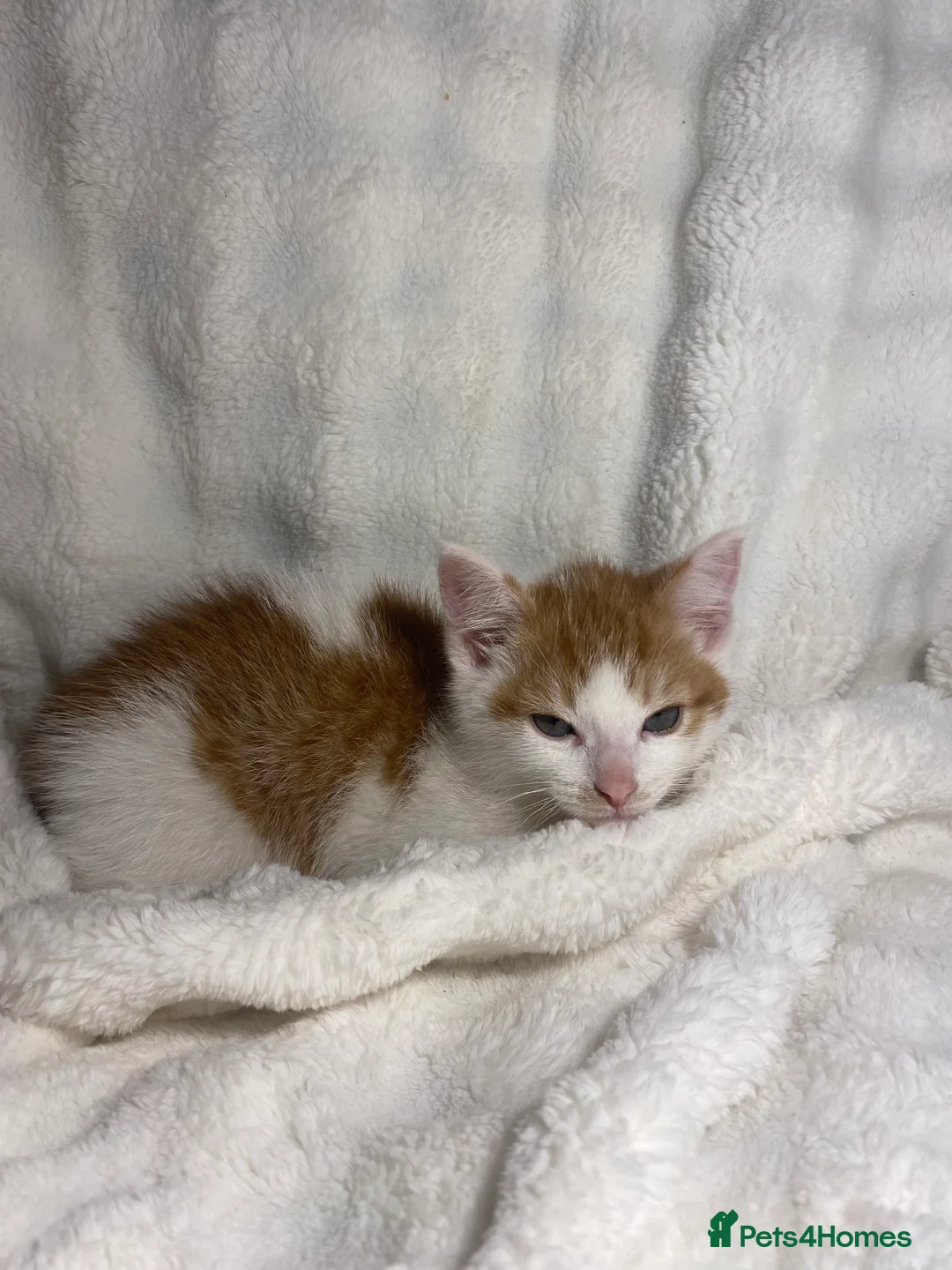 Mixed Breed cats for sale: 3 Adorable Male Kittens Ready For Their New Home🏡 - Advert 16