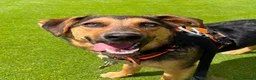 Golden Retriever dogs for adoption: Golden Retriever & Bestie Looking For Home ❤️ - Advert 9