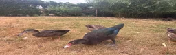 Ducks poultry for sale: Muscovy Ducks for sale - Male & Female - Advert 18