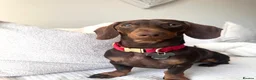 Miniature Dachshund dogs for stud: Beautiful chocolate stud  - Advert 6