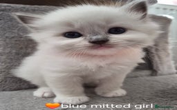 Ragdoll cats for sale: 5 GCCF Pedigree Ragdoll kittens for sale - Image 15