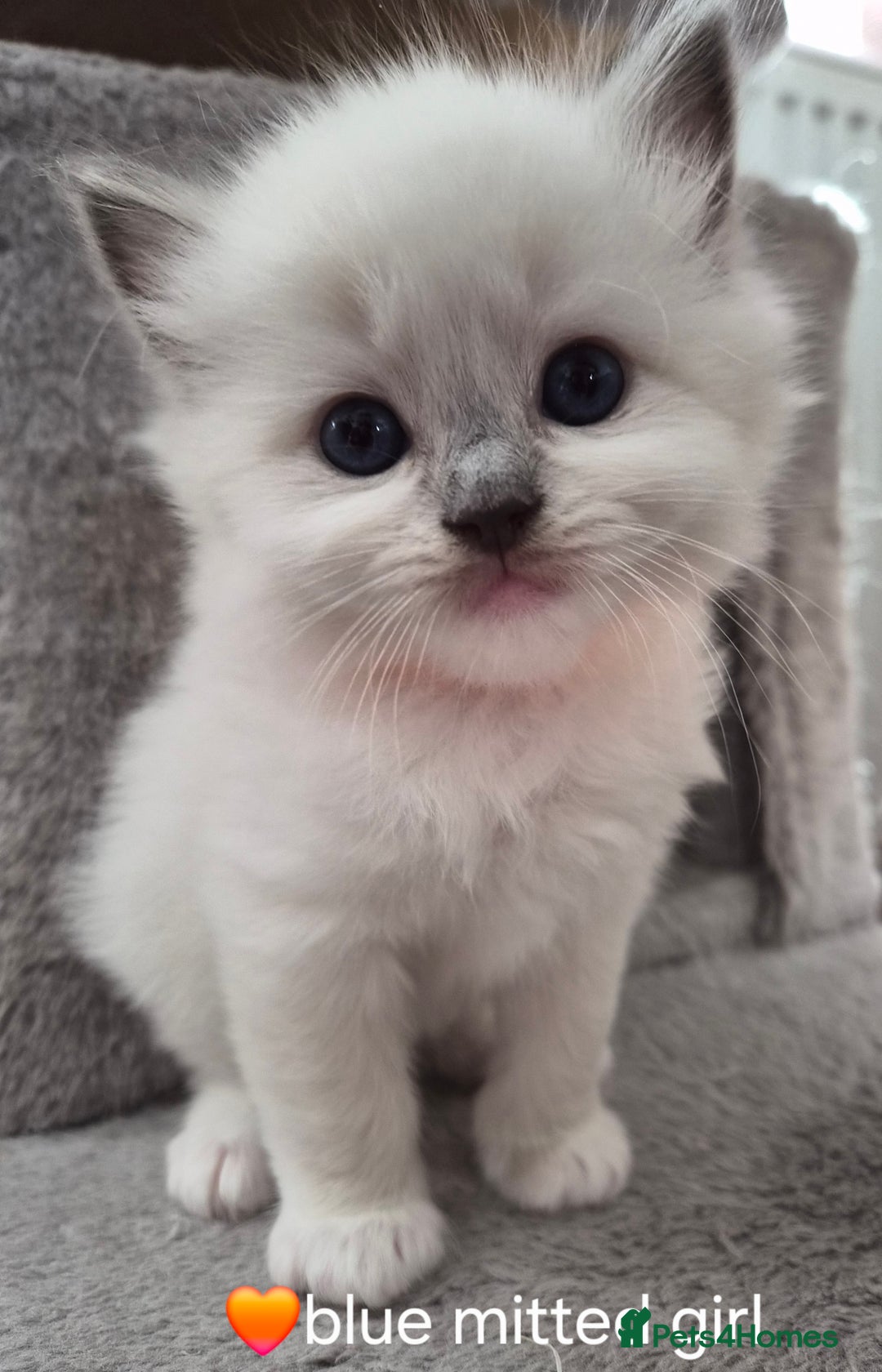 Ragdoll cats for sale: 5 GCCF Pedigree Ragdoll kittens for sale - Image 15
