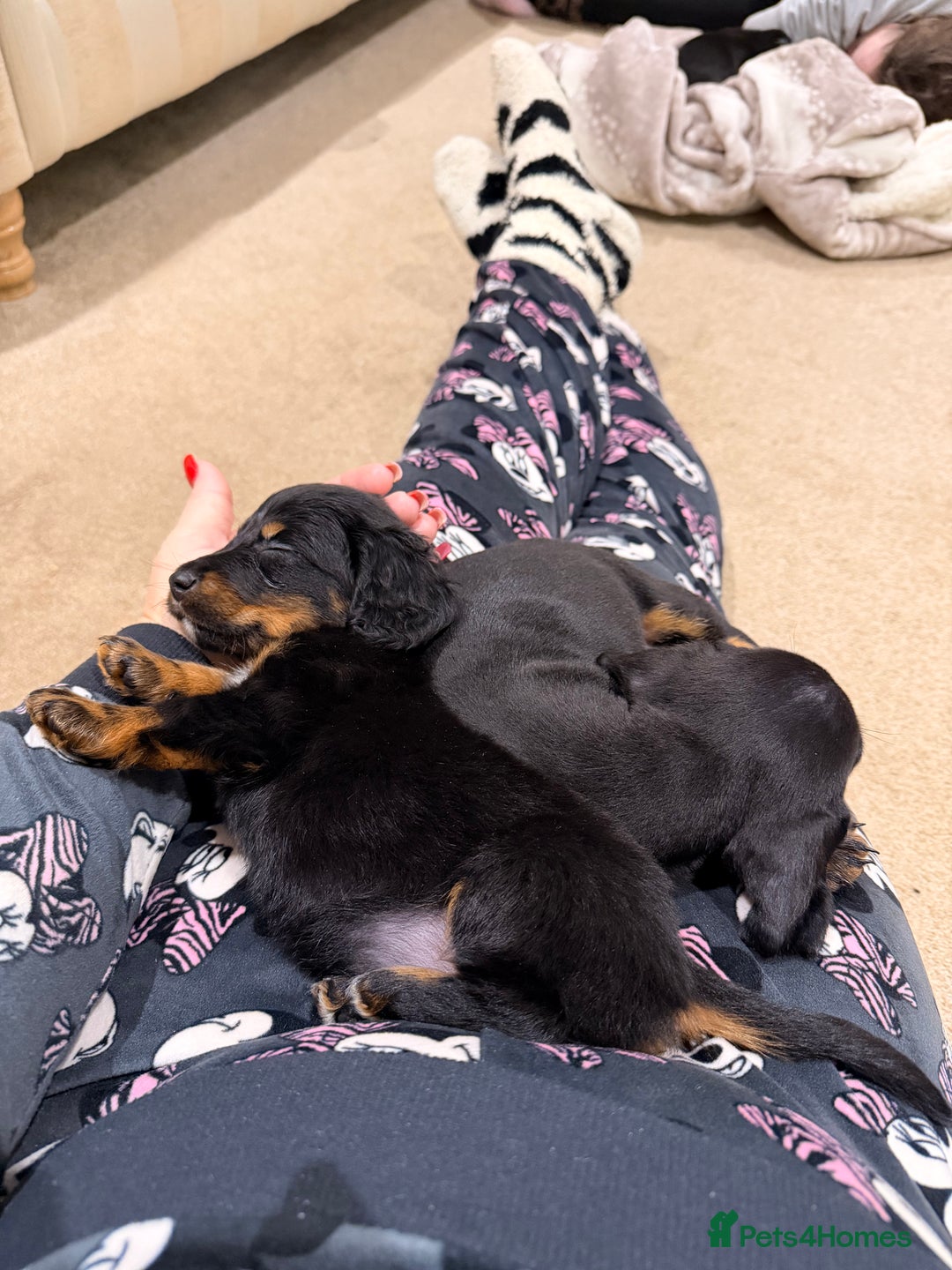 Mixed Breed dogs for sale: Docker puppies for sale  - Advert 15