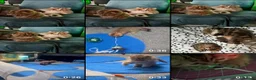 Scottish Fold cats for sale: Adorable Scottish Fold kittens 🐈‍⬛  - Advert 7