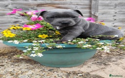 Staffordshire Bull Terrier dogs for sale: Last beautiful girl left 🐶 - Image 4
