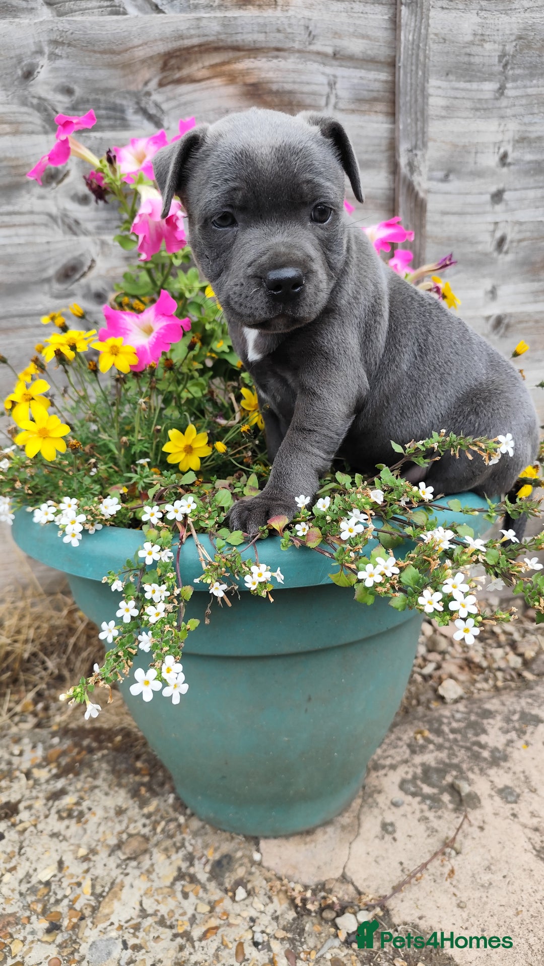 Staffordshire Bull Terrier dogs for sale: Last beautiful girl left 🐶 - Image 4