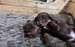 Miniature Dachshund dogs for sale: Long haired miniature dachshunds  - Advert 4
