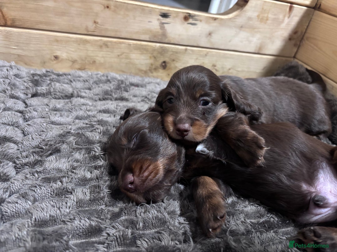 Miniature Dachshund dogs for sale: Long haired miniature dachshunds  - Advert 4