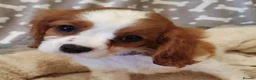 Cavalier King Charles Spaniel dogs for sale: Beautiful KC Reg Cavalier Puppies - Advert 5