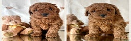 Cavapoo dogs for sale: Cavapoo Puppies known for there tight Curley coats - Advert 2