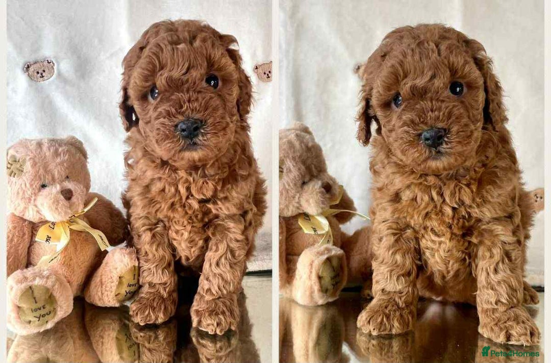 Cavapoo dogs for sale: Cavapoo Puppies known for there tight Curley coats - Advert 2