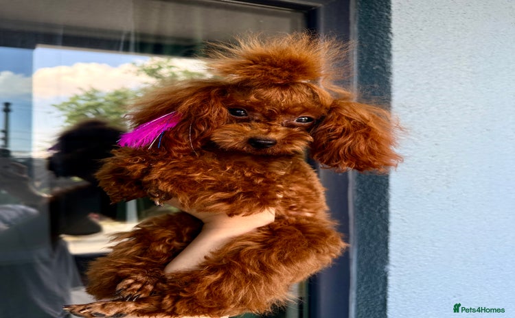 Poodle dogs - Advert 1