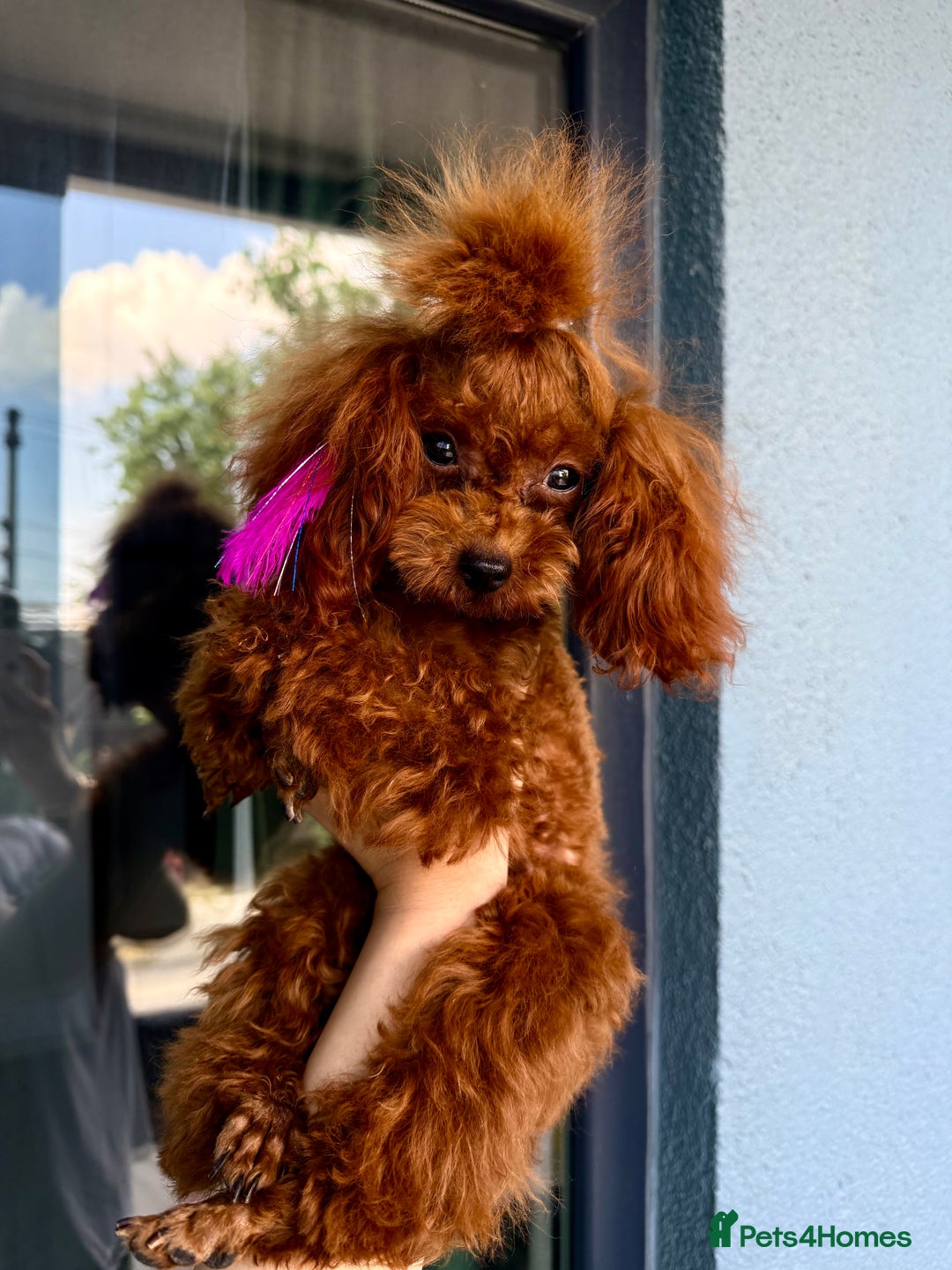 Poodle dogs for sale: Stunning Asian poodle for sale 🤩 - Image 1