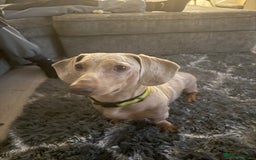 Miniature Dachshund dogs for sale: KC Miniature dachshund  - Image 1