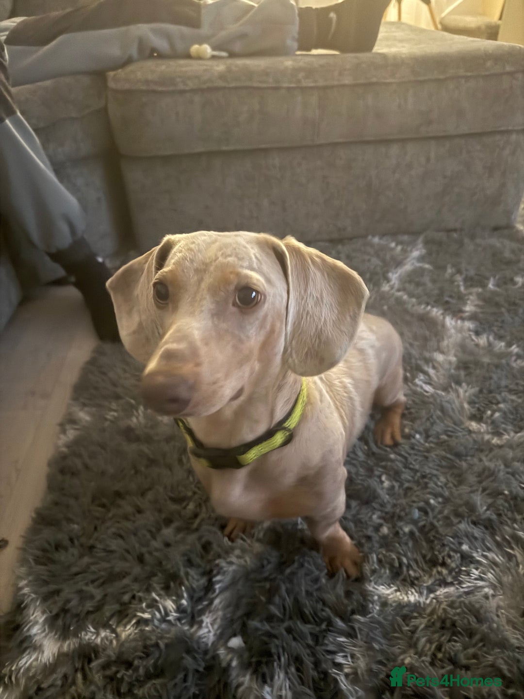Miniature Dachshund dogs for sale: KC Miniature dachshund  - Image 1