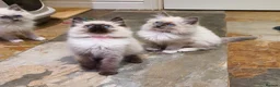 Ragdoll cats for sale: Beautiful GCCF Registered Ragdoll Kittens. - Advert 29