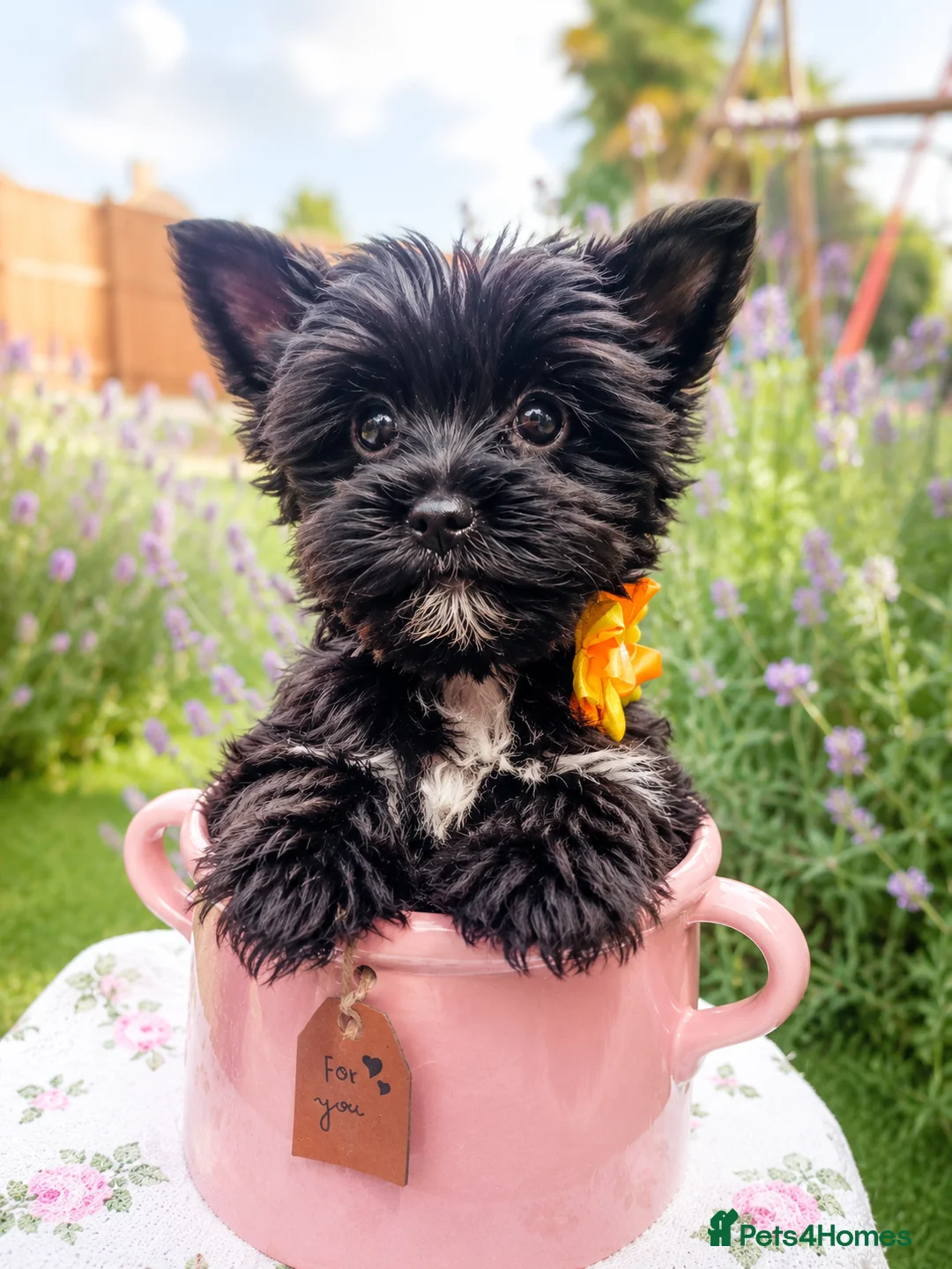 Yorkshire Terrier dogs for sale: LAST GIRL! Mini Black Yorkshire Terrier 🐶  - Advert 2