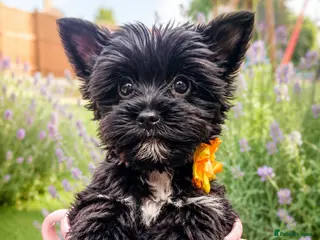 Yorkshire Terrier dogs LAST GIRL! Mini Black Yorkshire Terrier 🐶 - Advert 16