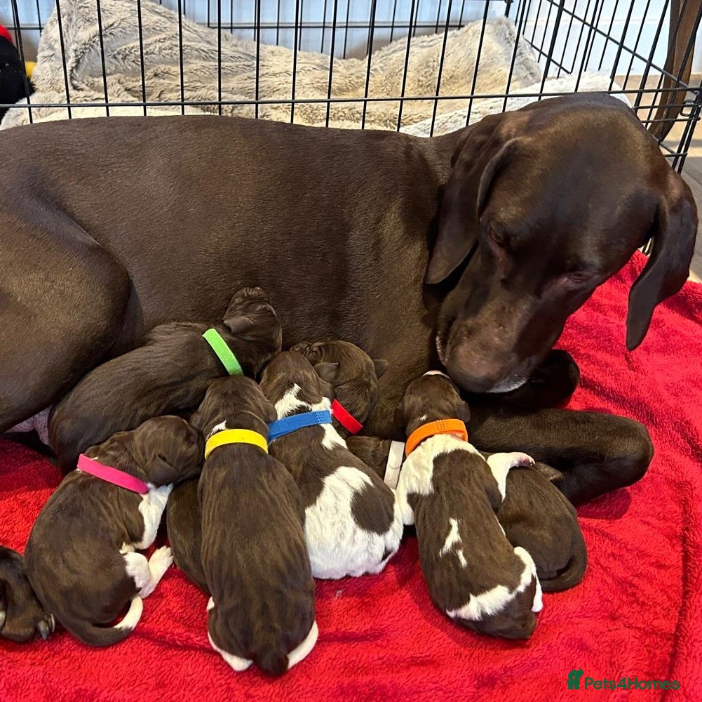 German Shorthaired Pointer dogs for sale: Beautiful KC GSP Puppies - Advert 1