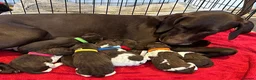 German Shorthaired Pointer dogs for sale: Beautiful KC GSP Puppies - Advert 1