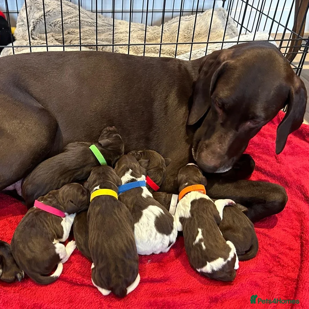 German Shorthaired Pointer dogs for sale: Beautiful KC GSP Puppies - Advert 1