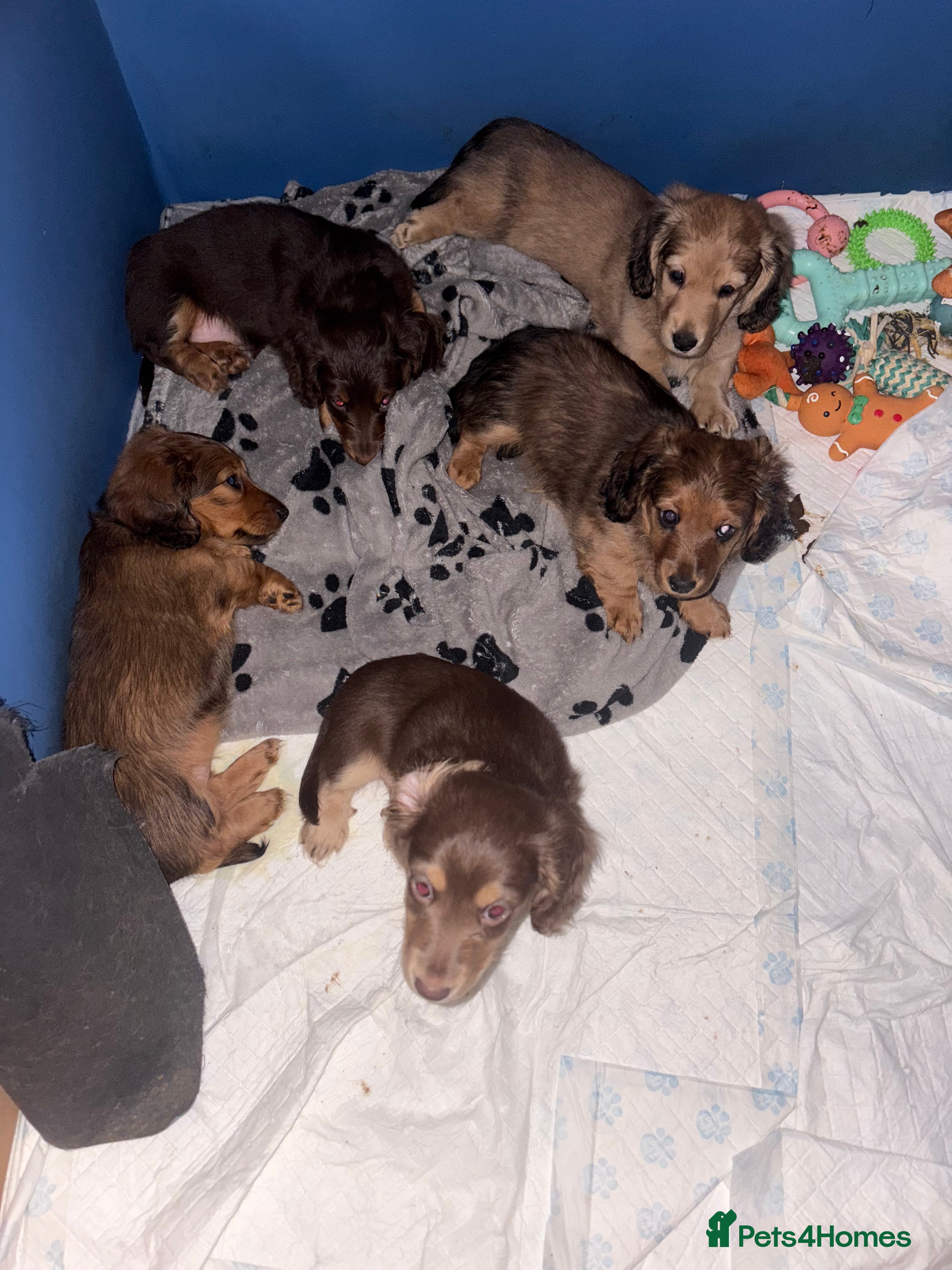 Dachshund dogs Dachshund puppies for sale  - Advert 1