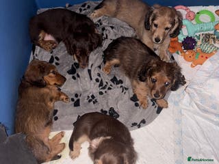 Dachshund dogs Dachshund puppies ready to go.. - Advert 11