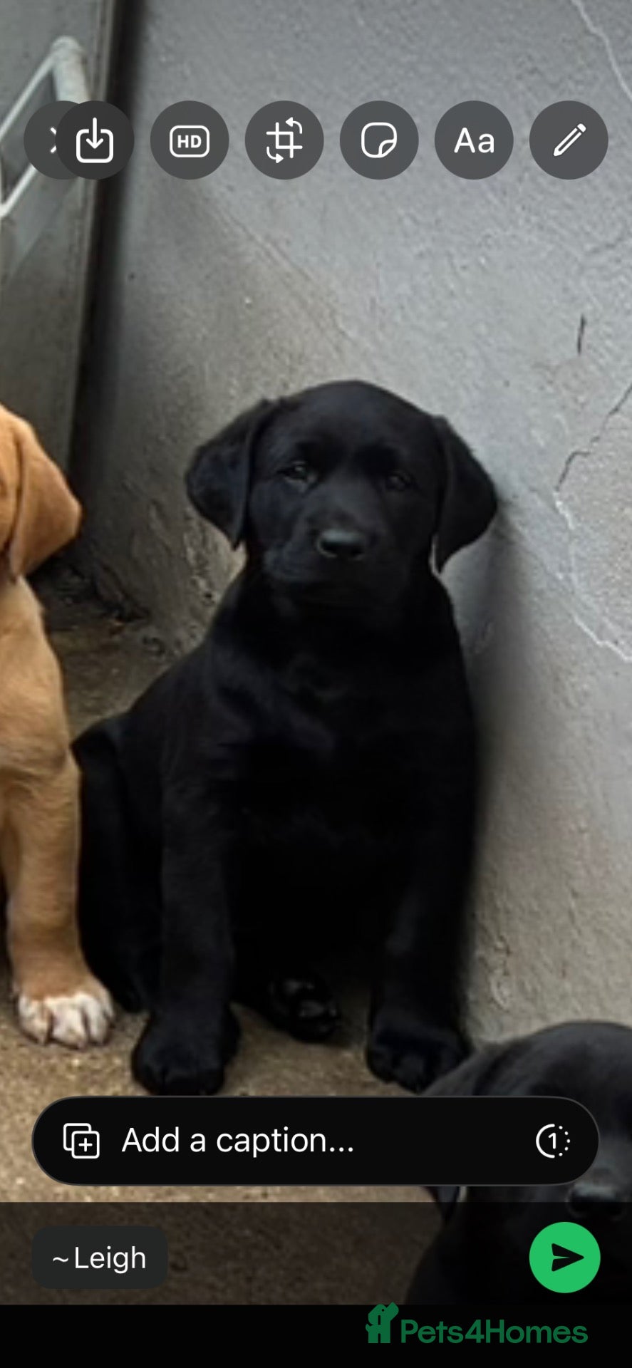 Labrador Retriever dogs Kc registered Labrador puppies - Advert 5