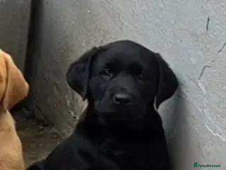 Labrador Retriever dogs Kc registered Labrador puppies - Advert 5