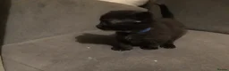 Mixed Breed cats for sale: Black kittens - Advert 10