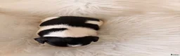 Jack Russell dogs for sale: Jack Russell puppies  in Consett - Advert 14