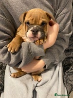 English Bulldog dogs 2 Gorgeous Pedigree English Bulldog pups Cornwall - Advert 2