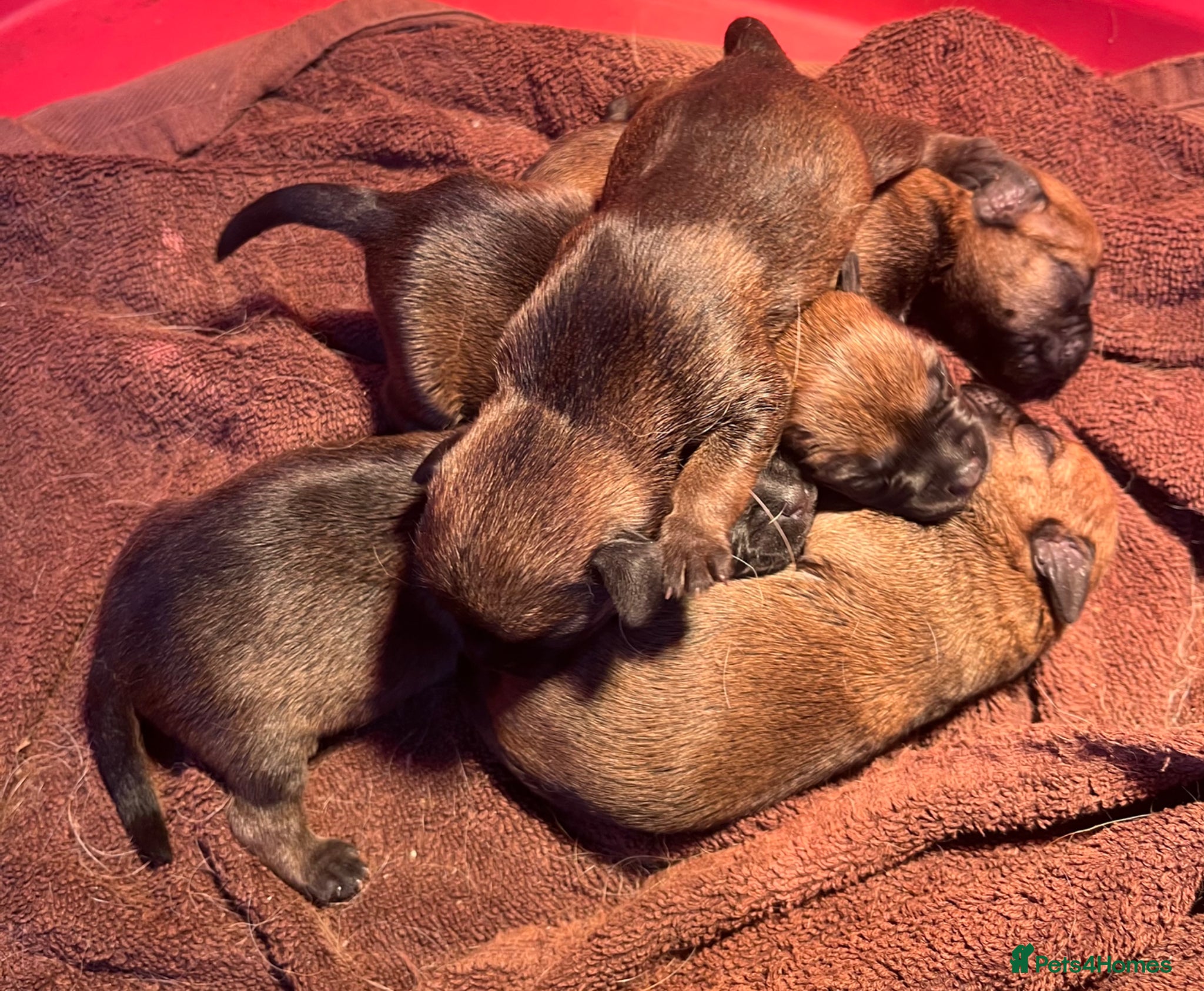 Border Terrier dogs KC registered Border Terrier Puppies - Advert 1