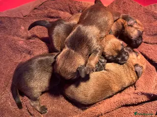 Border Terrier dogs KC registered Border Terrier Puppies - Advert 2
