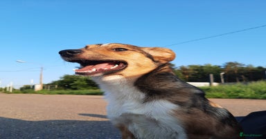 Mixed Breed dogs - Advert 6