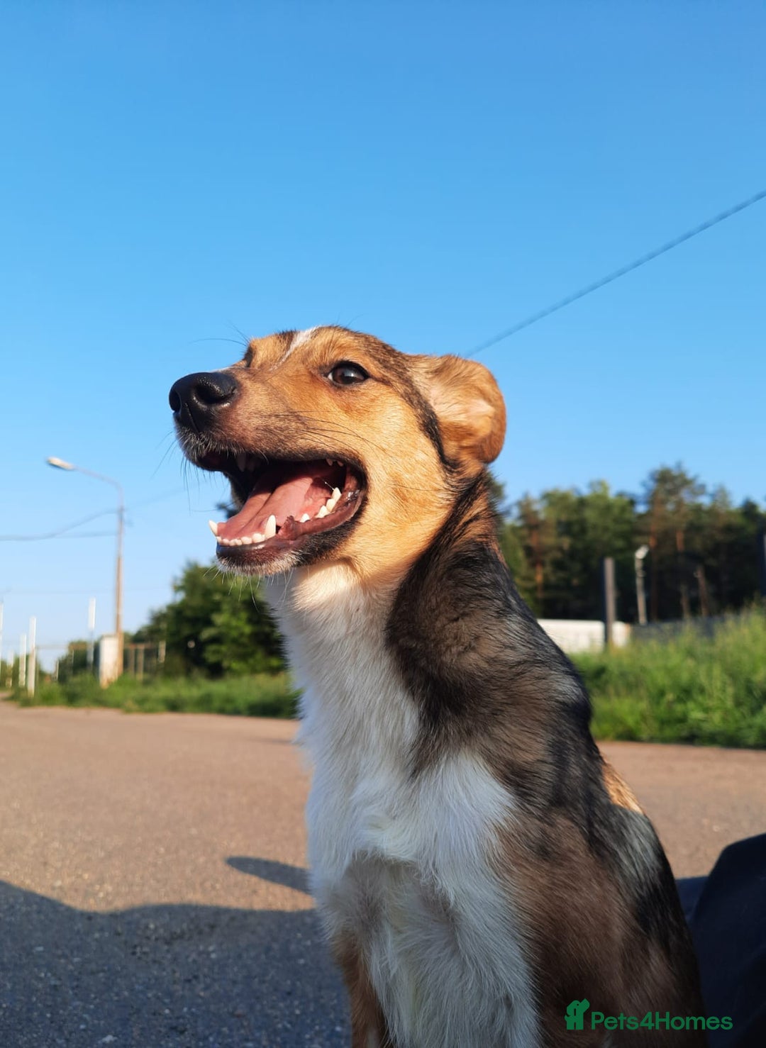 Mixed Breed dogs for adoption: 💖🐶 BRIDGET 🐶💖 - Image 3