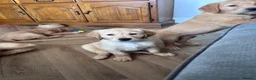 Golden Retriever dogs for sale: 5 GOLDEN RETRIEVERS READY NOW 🐾 - Advert 4