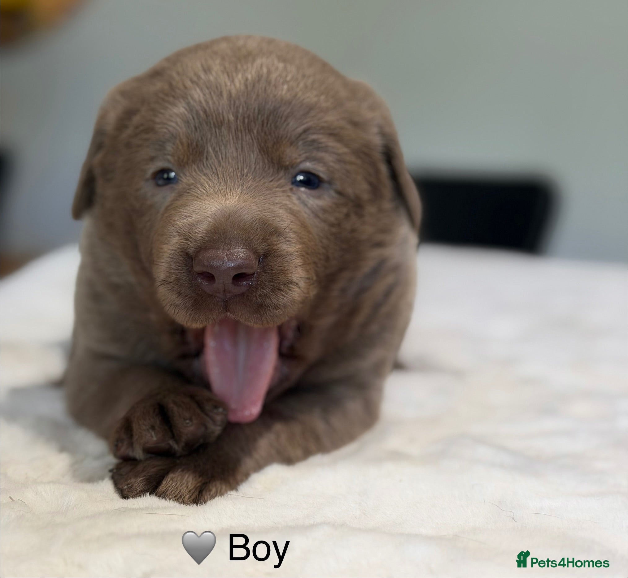 Labrador Retriever dogs Exceptionally health tested Kc reg Labrador pups - Advert 2