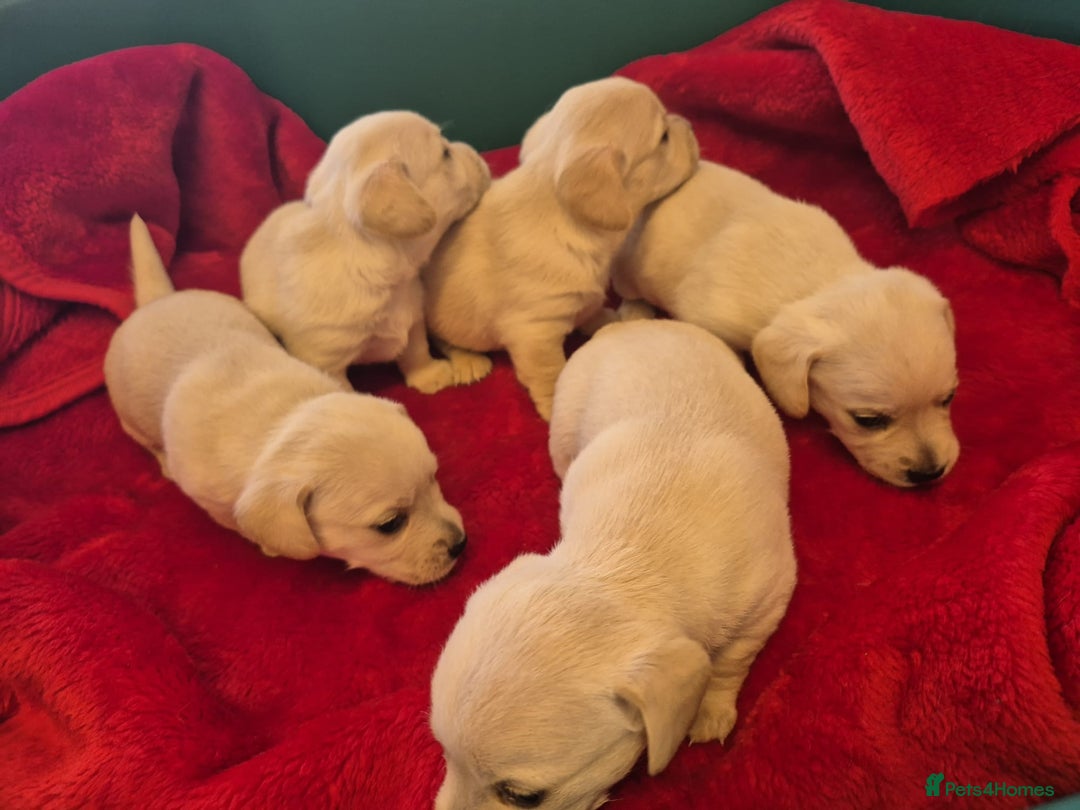 West Highland Terrier dogs for sale: WEST HIGHLAND DAXIE'S - Image 25