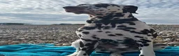 Dalmatian dogs for stud: Our Loveable Handsome Liver Dalmatian Marshall - Advert 6