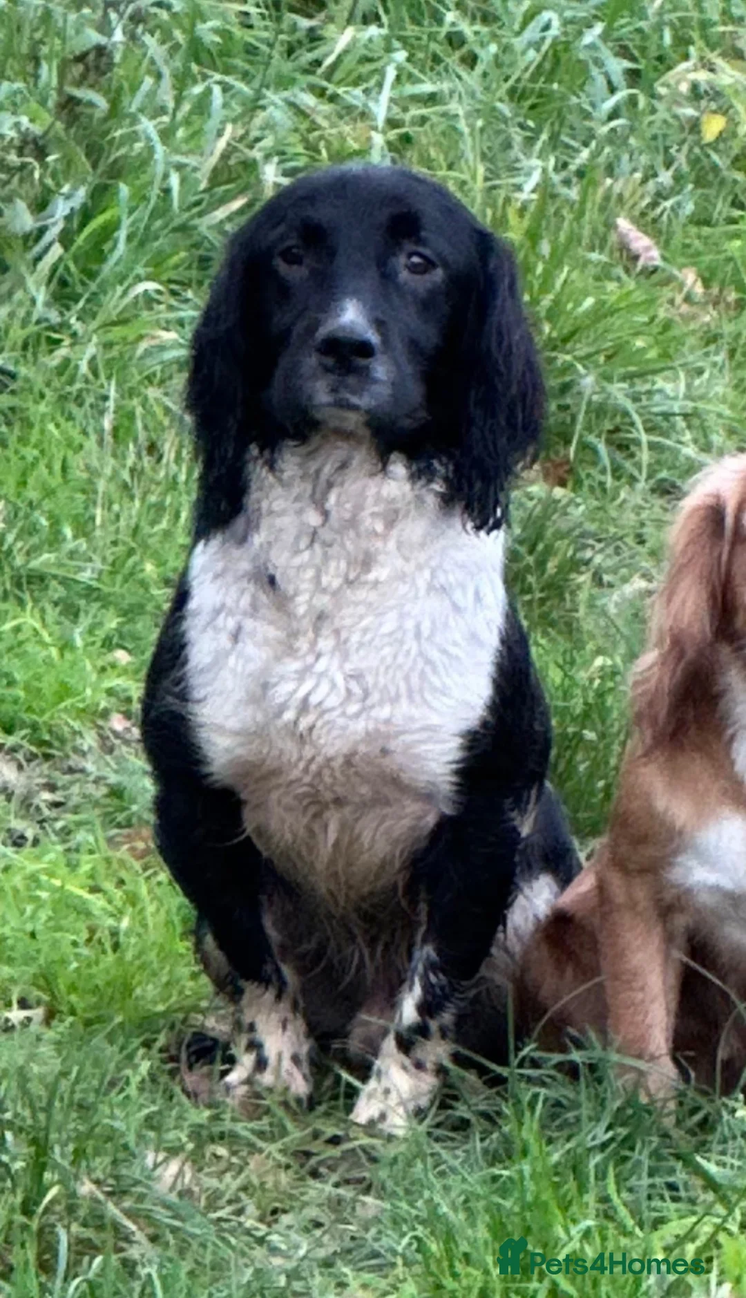 English Springer Spaniel dogs for sale: Stunning springer spaniel pups - Advert 10