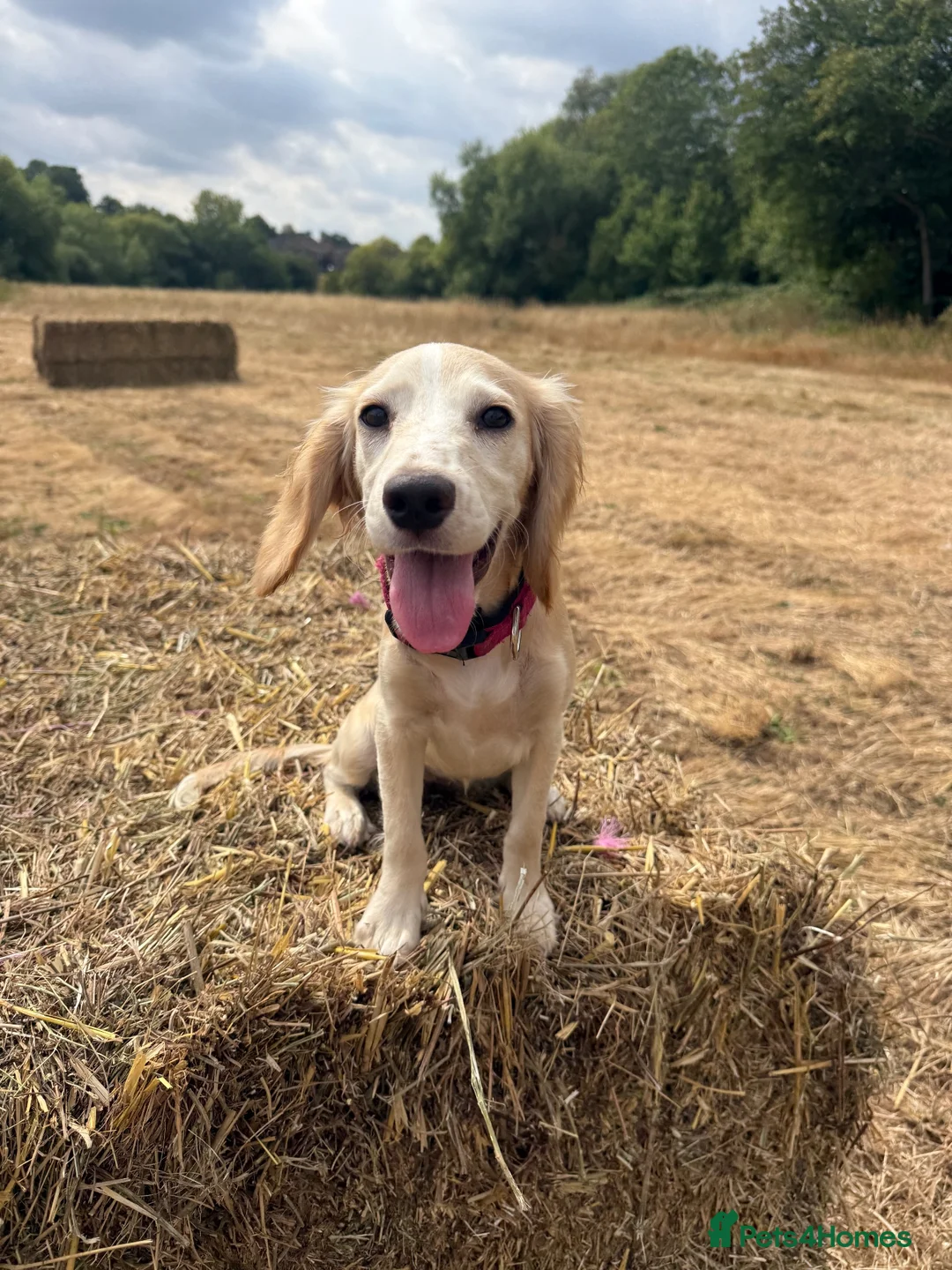 Cocker Spaniel dogs for sale: Female cocker spaniel  - Advert 1