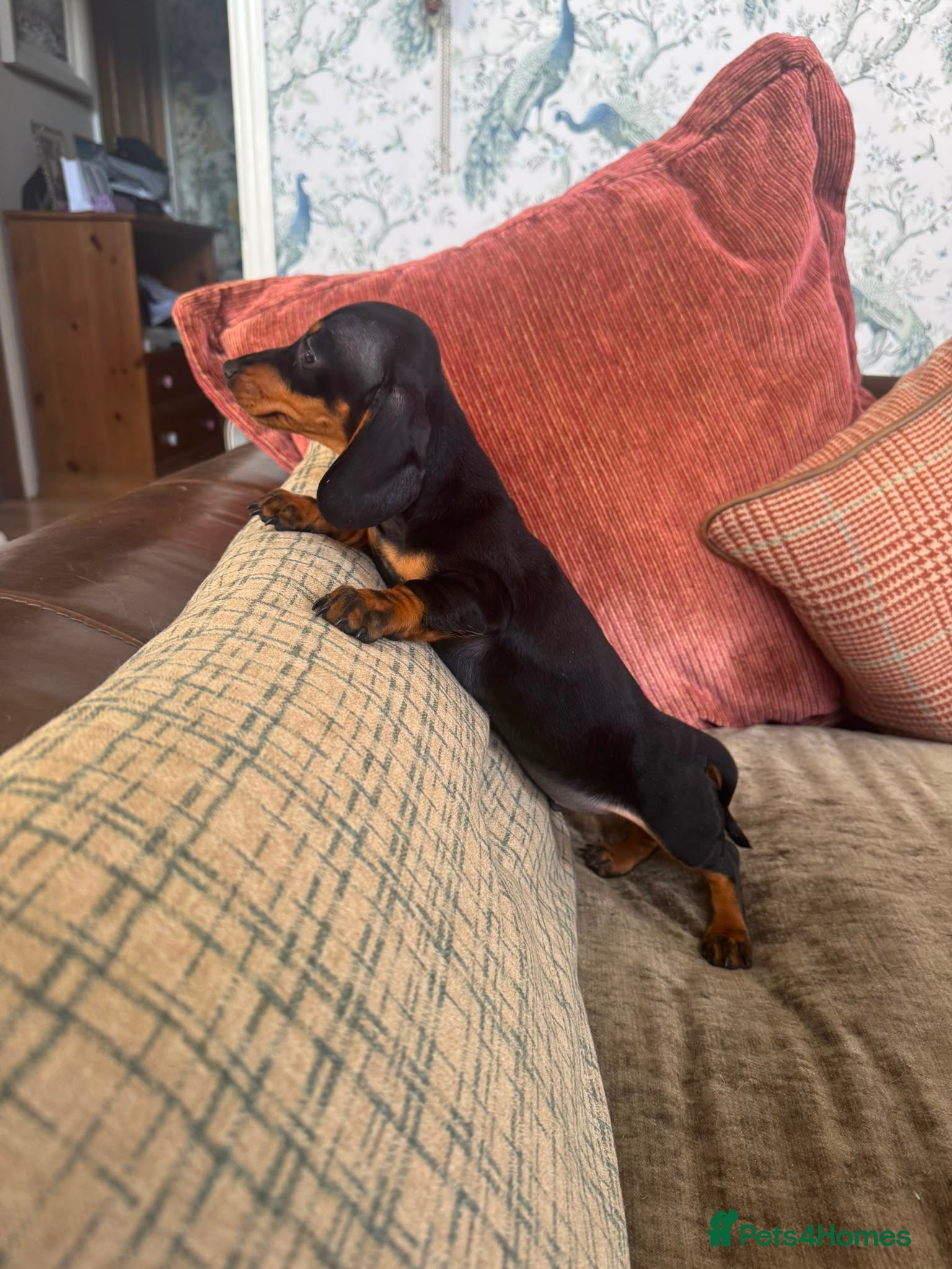 Miniature Dachshund dogs Miniature Dachshund Puppies - Advert 2
