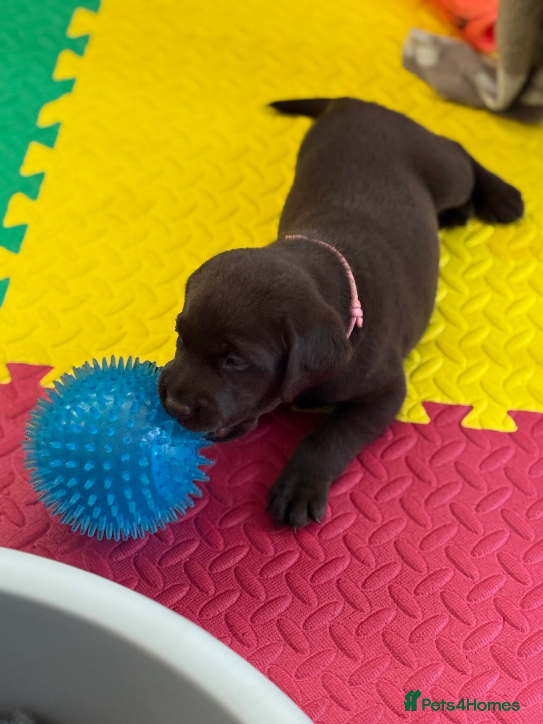 Labrador Retriever dogs for sale: Exceptional KC Chocolate Labrador Puppies - Image 11